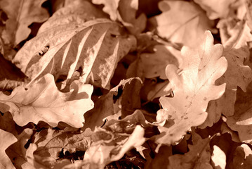 Dry leaves lit by the sun in the autumn forest close up. Autumn background brown color toned