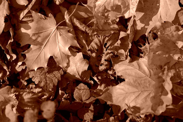 Dry leaves lit by the sun in the autumn forest close up. Autumn background brown color toned