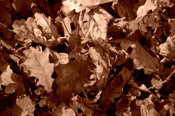 Dry leaves lit by the sun in the autumn forest close up. Autumn background brown color toned