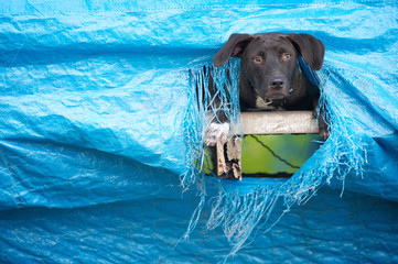 Curious dog sticking his head out from a hole in blue tarp