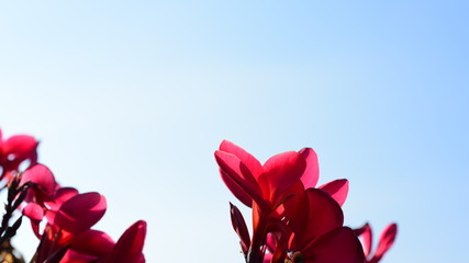 Colorful flowers in nature. flowers in the garden Blooming in the Formal Garden. Park. Beautiful Garden