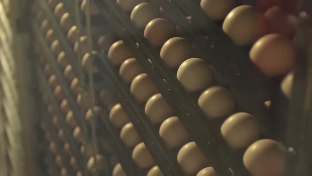 Warming eggs inside hatchery, chicken farm