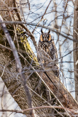 Long eared owl perched resting in deep midwinter, Quebec, Canada.