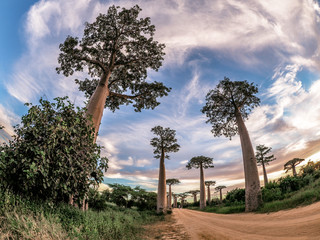 Fototapeta na wymiar Madagascar