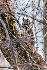 Long eared owl perched resting in deep midwinter, Quebec, Canada.