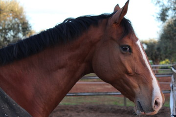Naklejka premium koń