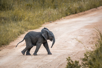 African bush elephant in Kruger National park, South Africa
