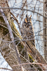 Long eared owl perched resting in deep midwinter, Quebec, Canada.
