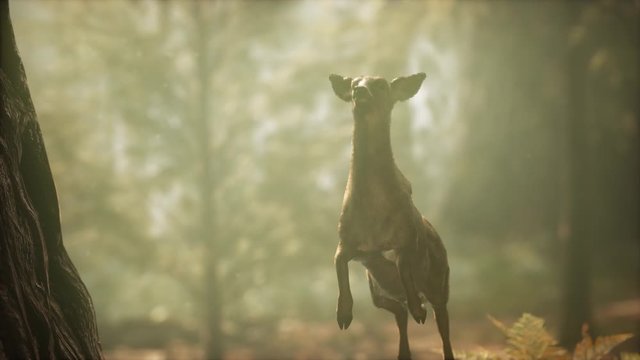 extreme slow motion deer jump in pine forest. 960 FPS