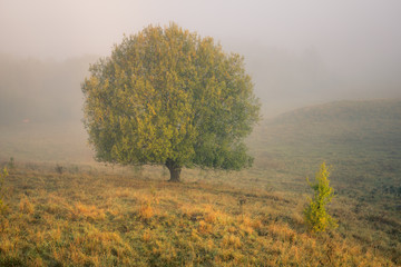 Obraz na płótnie Canvas Foggy morning in the Glazowisko Rutka nature reserve in Suwalski Landscape Park, Podlaskie, Poland