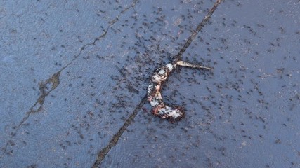 Army of ants eating dead lizard on pavement in slow motion