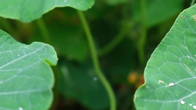 Water droplets sliding off rocking lotus leaf in slow motion