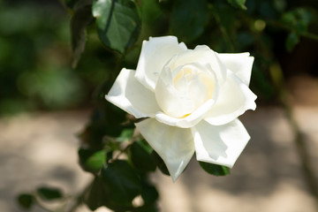 白いバラ