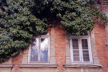 Fototapeta na wymiar Dense leafy green creeper on an old brick building