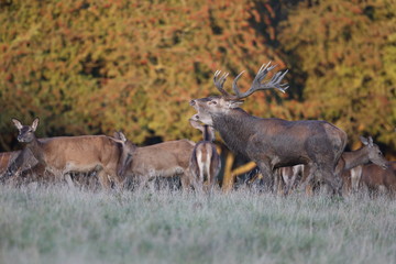 Red deer - Rutting season