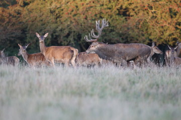 Red deer - Rutting season