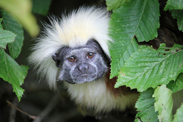 Cotton top tamarin framed by leaves