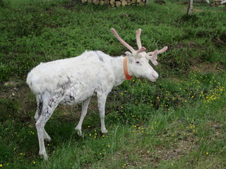 Obraz premium Rentier