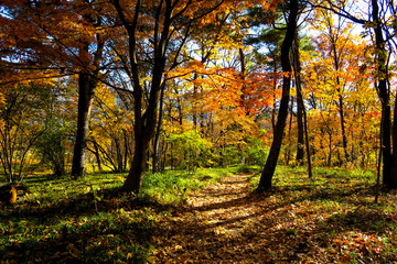 秋の森