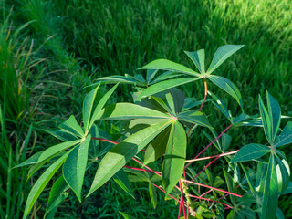 Thailand jungle with green plants