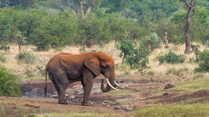 African bush elephant in Kruger National park, South Africa