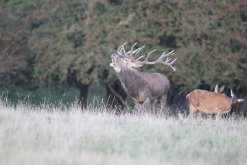 Red deer - Rutting season