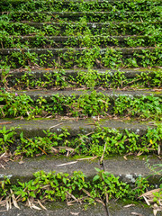 Staircase going upstairs overgrown with grass. Bali