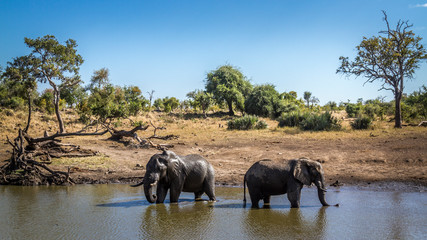 African bush elephant in Kruger National park, South Africa