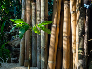 Thailand jungle with green plants