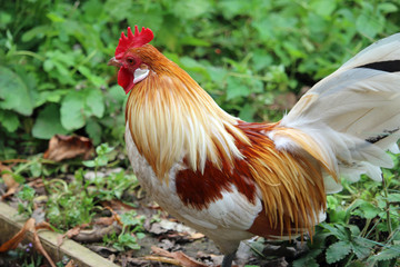 Pyle dutch bantam chicken cockerel