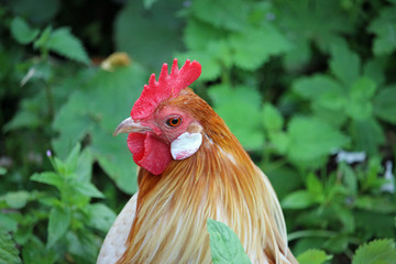 Pyle dutch bantam chicken cockerel
