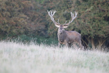 Red deer - Rutting season