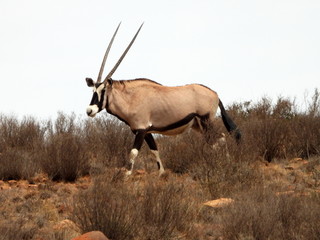 antelope in the wild © Charlie
