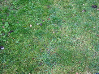 green grass on the lawn in autumn
