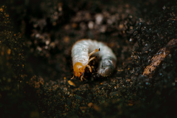Insect