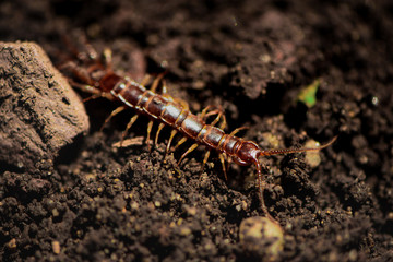 Insect
