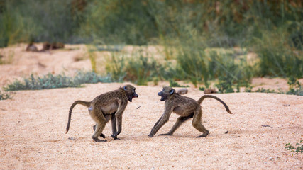 Chacma baboon in Kruger National park, South Africa
