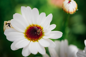 Bee on Daisy