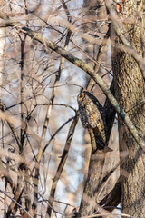 Long eared owl perched resting in deep midwinter, Quebec, Canada.