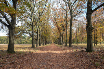 Beech trees lane in the National Park Hoge Veluwe, Netherlands.