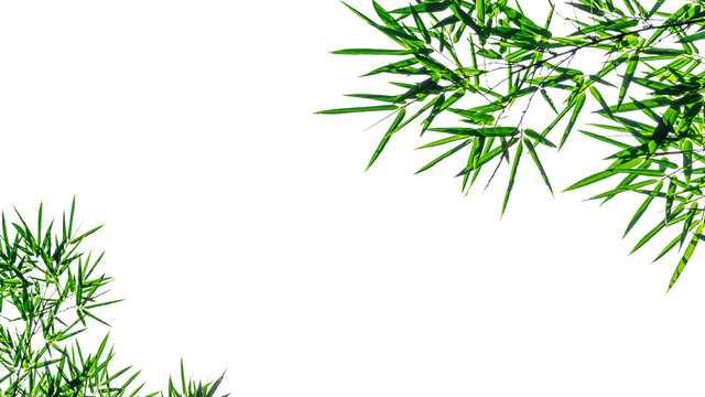 bamboo leaves isolated on white background.