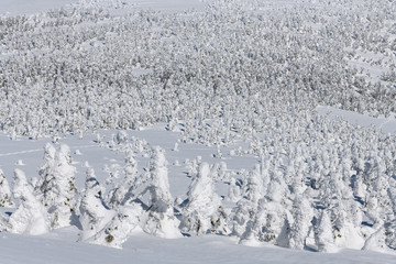 西吾妻山の樹氷