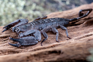 Flat Rock Scorpion, Hadogenes troglodytes, on a piece of tree bark