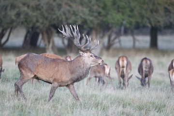 Red deer - Rutting season - 301389697