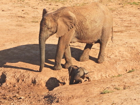 Baby elephant crossing donga in Addo Elephant NP