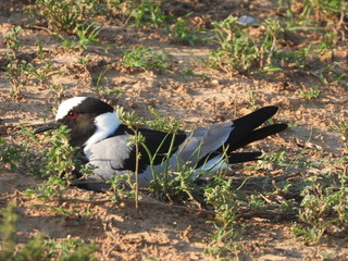 Nesting Blacksmith lapwing plover