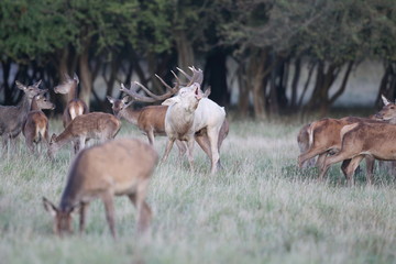 Red deer - Rutting season - 301389806