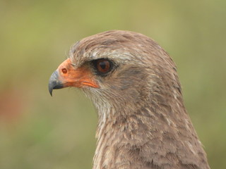 Steppe buzzard spotted in Addo Elephant NP