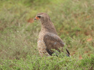 Steppe buzzard spotted in Addo Elephant NP