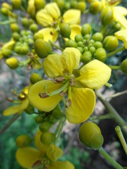 yellow Siamese senna flower with natutal background